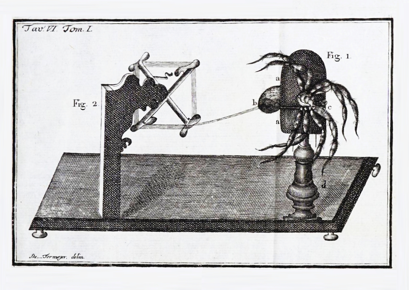 Termeyer's contraption for spider silking