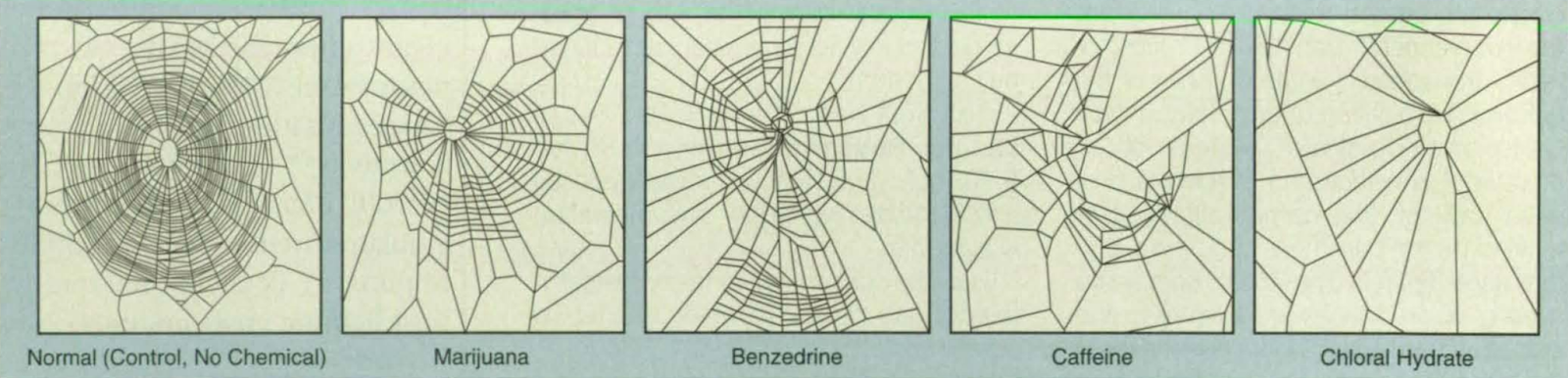 Comparison of spider web patterns under the influence of different substances from a 1995 NASA study